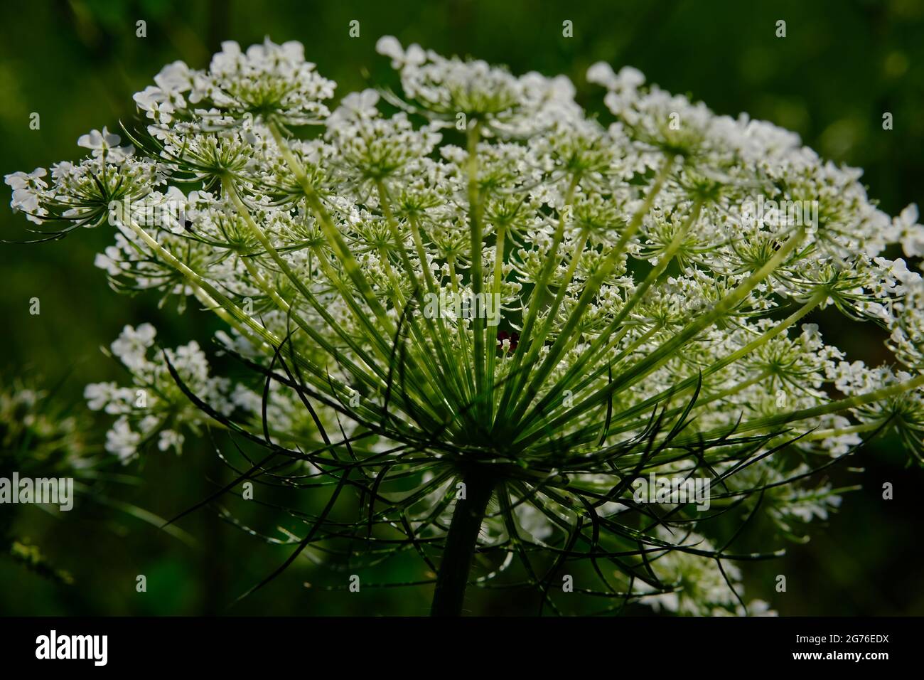 Dentelle de la reine Anne (Daucus carota) umbel / inflorescence par le dessous. Ottawa, Ontario, Canada. Banque D'Images
