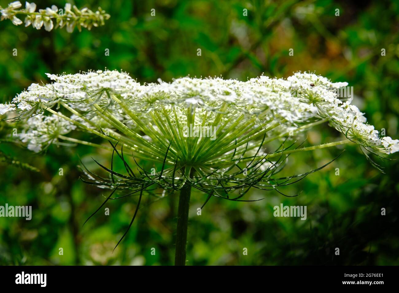 Dentelle de la reine Anne (Daucus carota) umbel / inflorescence en pleine fleur côté de tir. Ottawa, Ontario, Canada. Banque D'Images