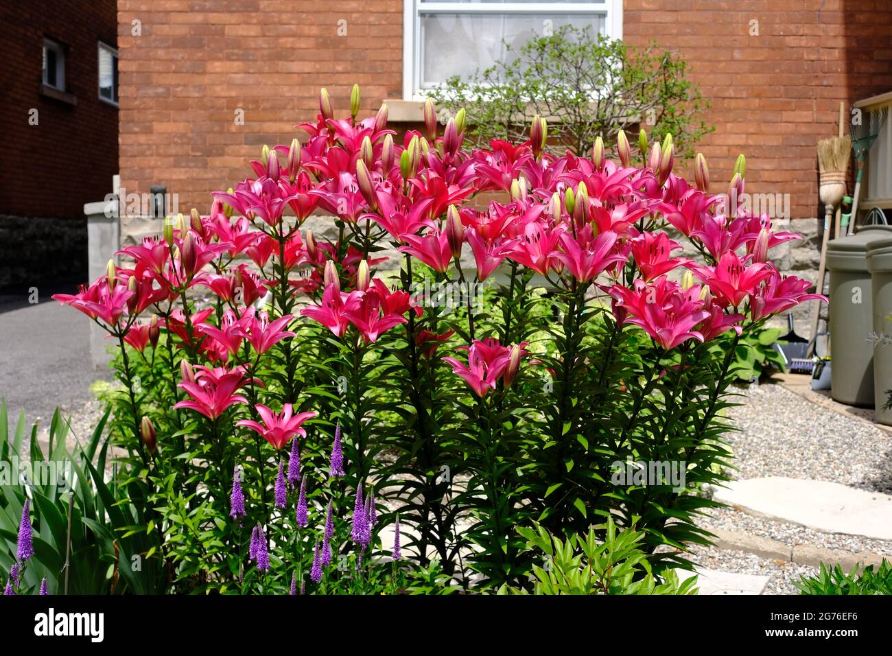 Magnifique lilie rose chaude (Lilium bulbiferum) dans un jardin à l'avant à Ottawa, Ontario, Canada. Banque D'Images