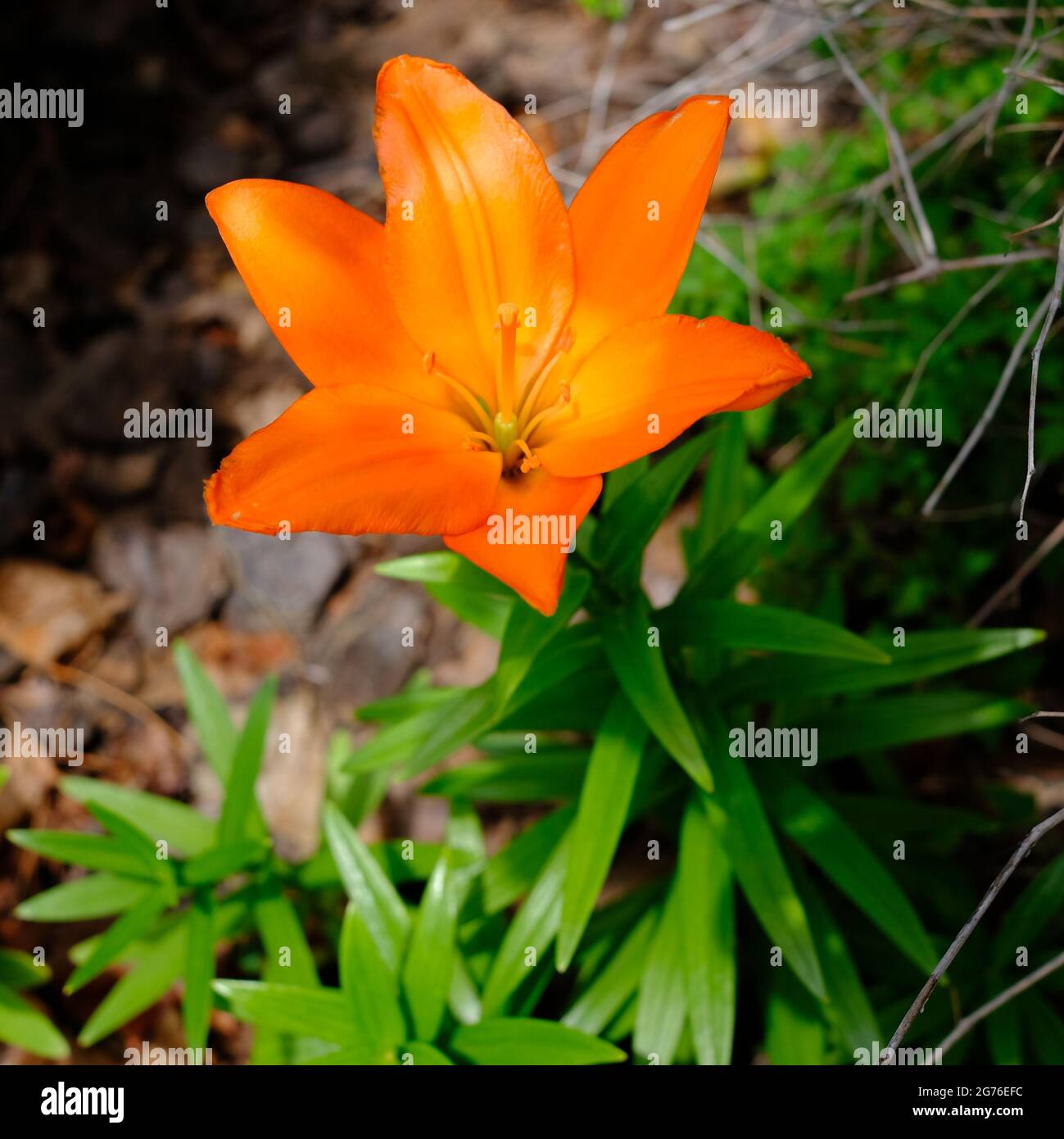 Magnifique lilie orangée (Lilium bulbiferum) pendant l'été dans un jardin à Ottawa, Ontario, Canada. Banque D'Images