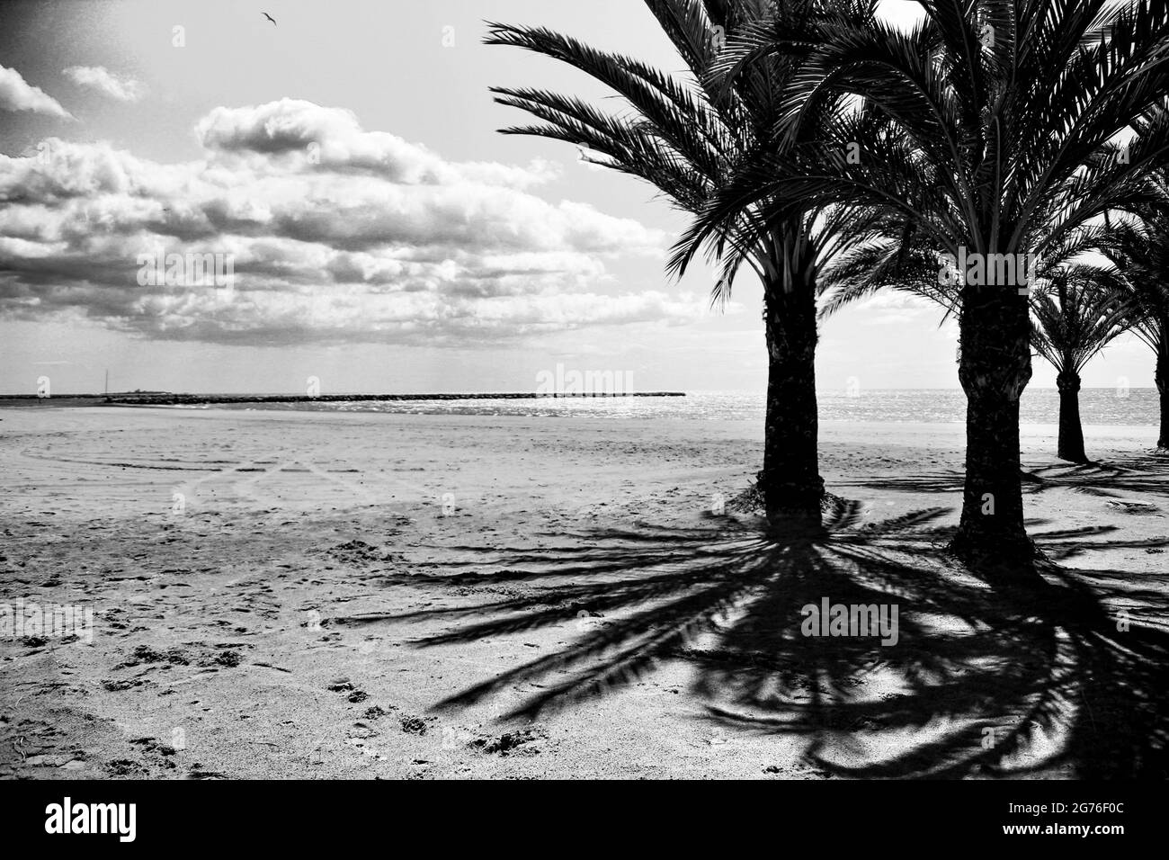 Oasis de palmiers sur la plage dans le village de Santa Pola, dans le sud de l'Espagne, dans une journée nuageuse de printemps Banque D'Images