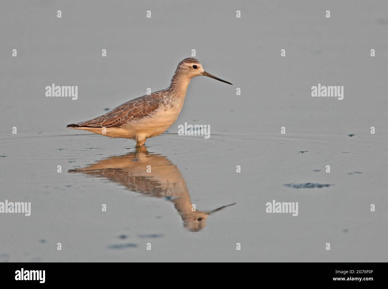 Marais Sandpiper (Tringa stagnatilis) adulte debout en eau peu profonde en Thaïlande Février Banque D'Images