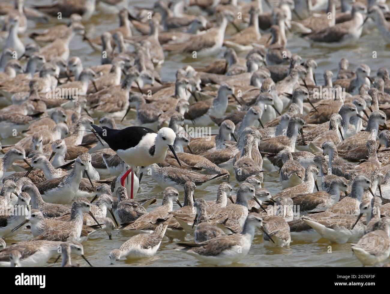Marais Sandpiper (Tringa stagnatilis) se nourrissant de stilt à ailes noires (Himantopus himantopus) Thaïlande Février Banque D'Images