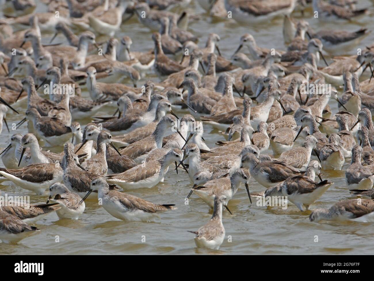 Marais Sandpiper (Tringa stagnatilis) se nourrissant de troupeau à salina en Thaïlande Février Banque D'Images