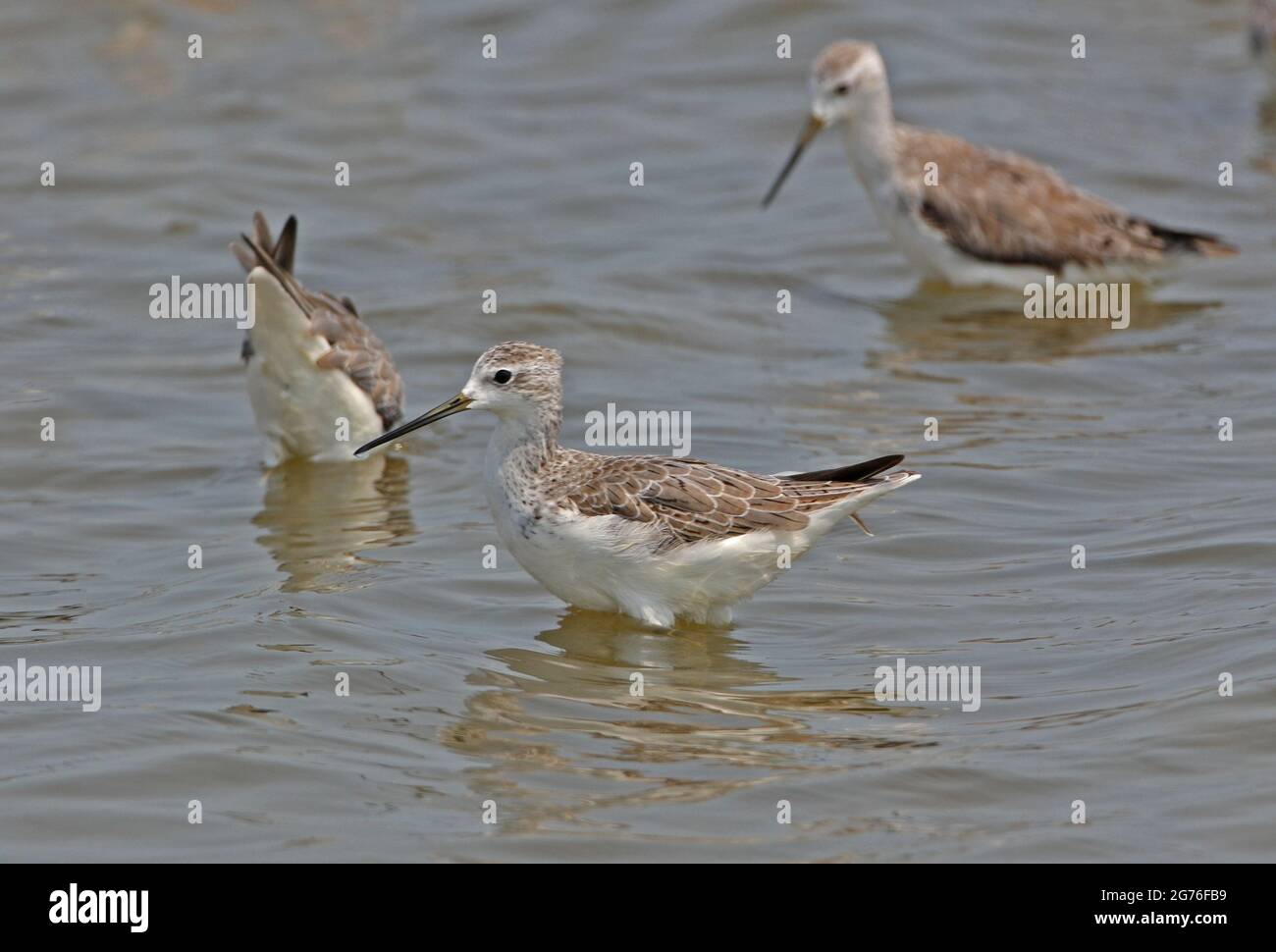 Marais Sandpiper (Tringa stagnatilis) adultes se nourrissant à salina en Thaïlande Février Banque D'Images