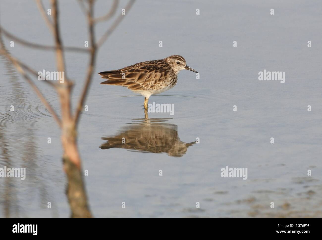 Stint à long embout (Calidris subminuta) adulte debout en eau peu profonde Thaïlande Février Banque D'Images