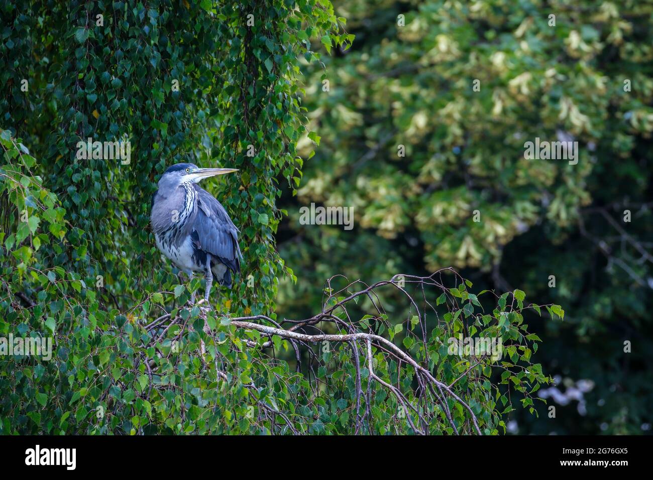 L'oiseau gris « Ardea cinerea » se trouve sur une branche d'arbre, regardant curieusement vers le haut à droite, montrant le bec. Saule pleurant avec des feuilles vertes. Irlande Banque D'Images