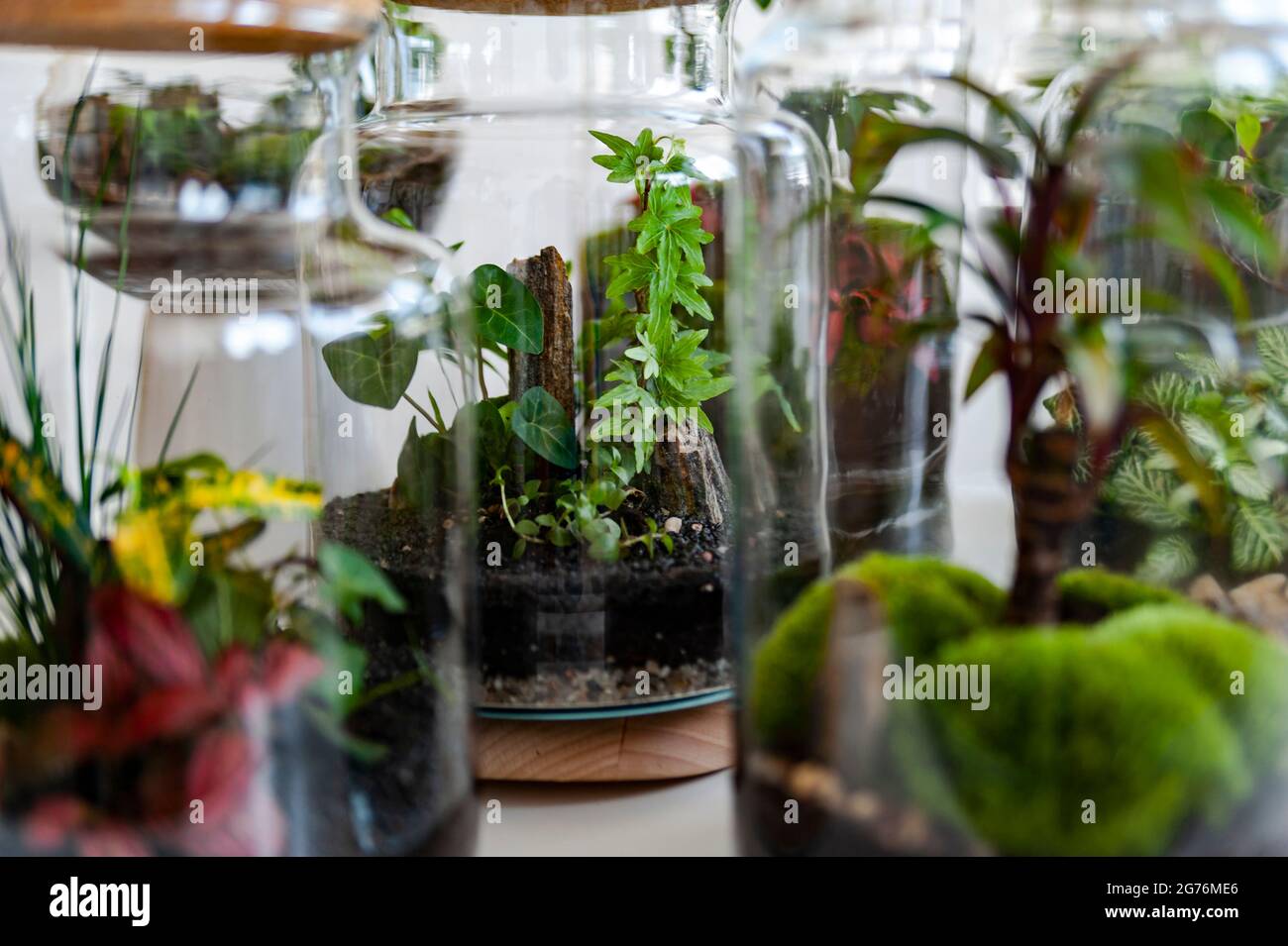 Petites plantes de décoration dans une bouteille de verre, bouteille de terrarium de jardin, forêt dans un pot. Bocal de terrarium avec morceau de forêt avec auto-écosystème. Banque D'Images