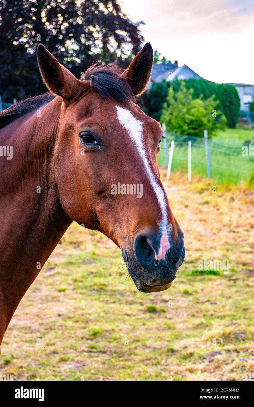 cheval brun rouge, portrait jour d'été Banque D'Images