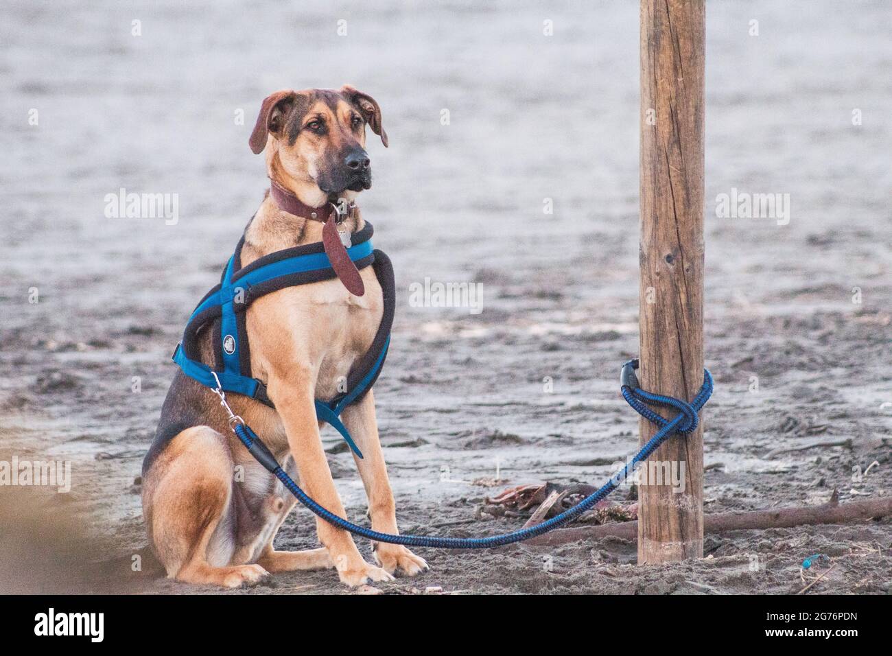 Perro atado en playa Banque D'Images