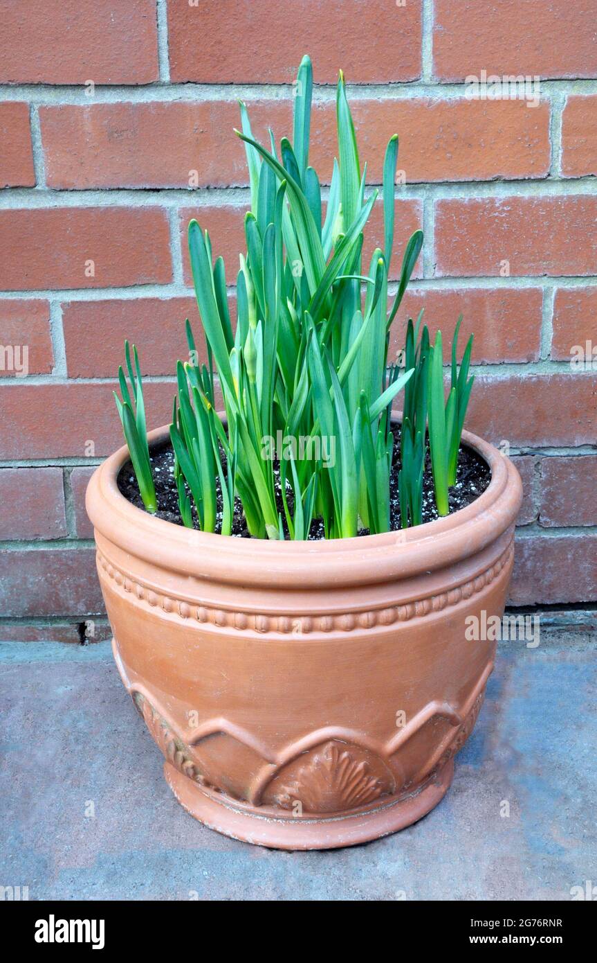 Narcisse pousses au printemps venant à travers dans un bac de jardinière en faïence Tall narcisse au milieu et de petits autour de l'extérieur Banque D'Images