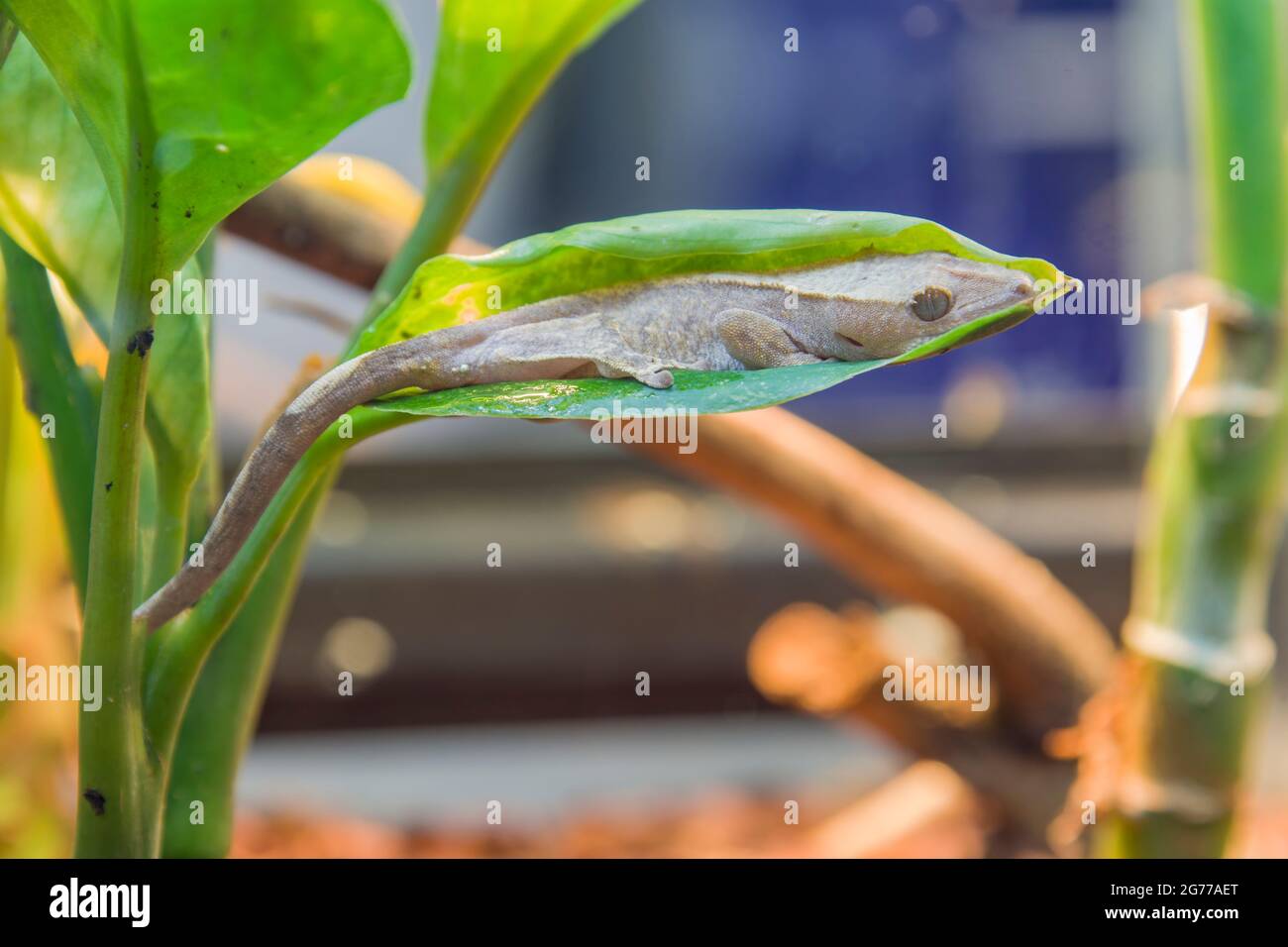 Un bébé gecko (Correlophus ciliatus) dort sur la feuille. C'est une espèce de gecko originaire du sud de la Nouvelle-Calédonie. Banque D'Images