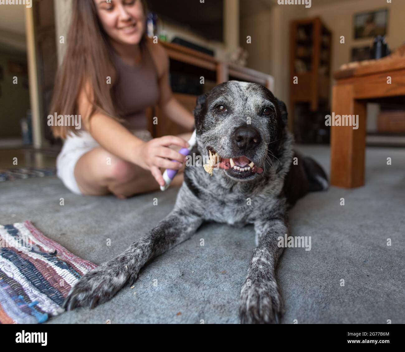 Chien de compagnie de la famille Pit Bull de race mixte montrant un grand sourire sur le visage tandis que la femme brosse sa fourrure grise et noire. Banque D'Images