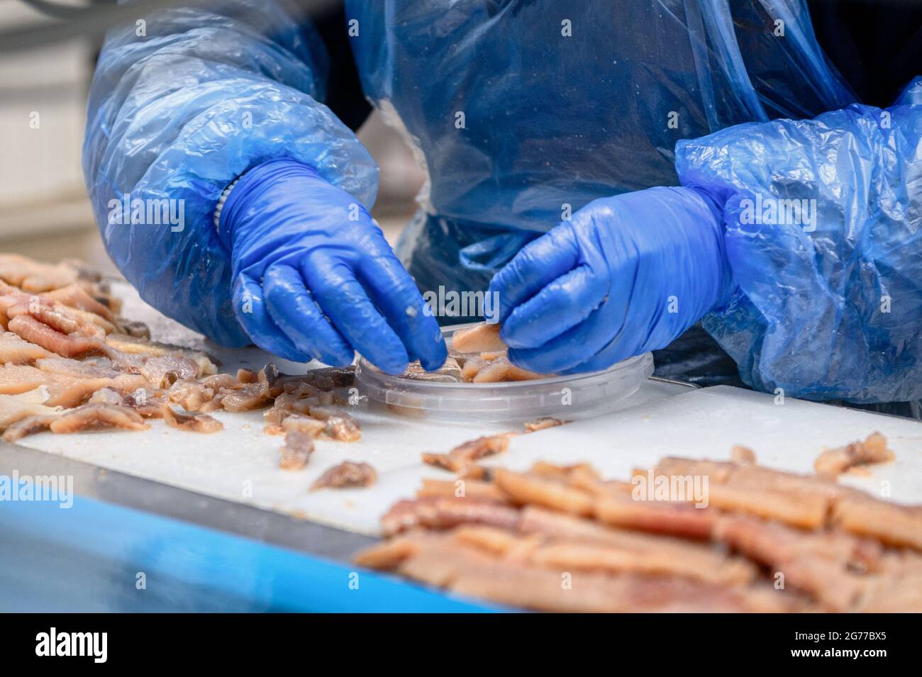 Placer à la main des morceaux de hareng dans des pots en plastique. Production de fruits de mer Banque D'Images