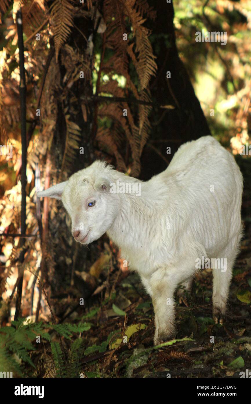 Chèvre sauvage juvénile (Capra hircus) dans le Bush néo-zélandais Banque D'Images