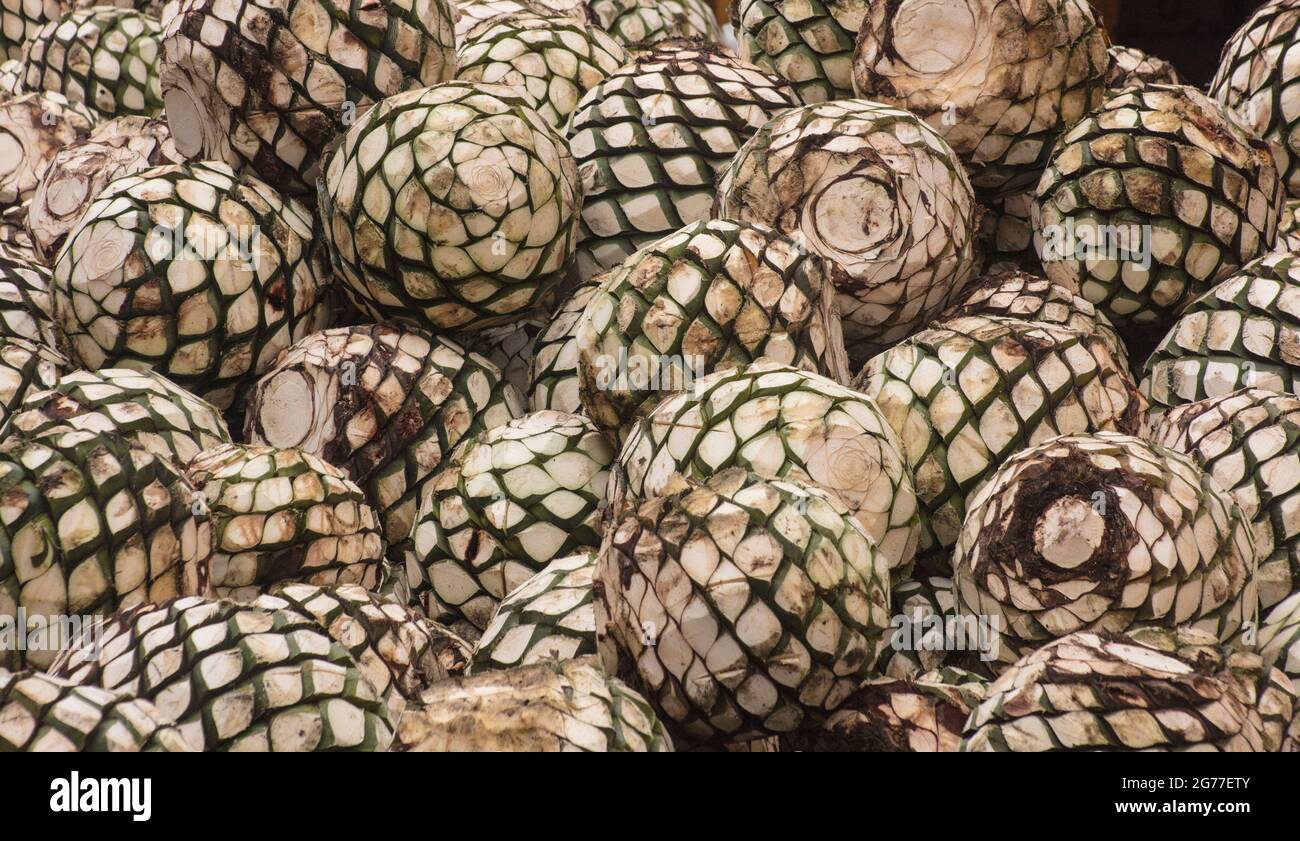 Coeurs de plantes cactus bleu agave utilisés dans la fabrication de tequila Banque D'Images