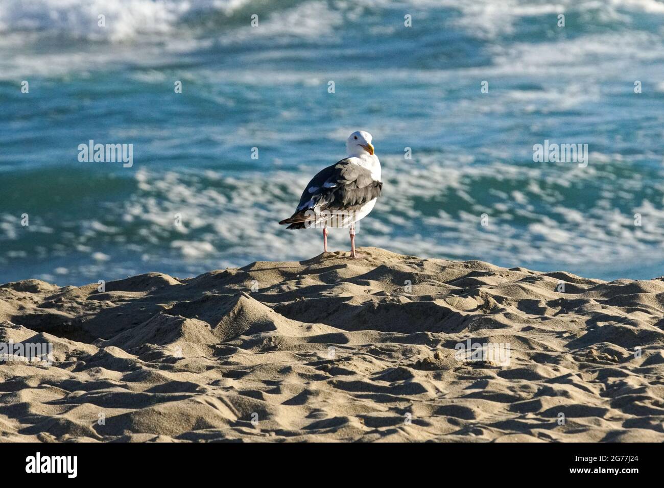 Les goélands de Californie recherchent la nourriture et la sécurité sur les rives de Huntington Beach, dans le sud de la Californie. Banque D'Images