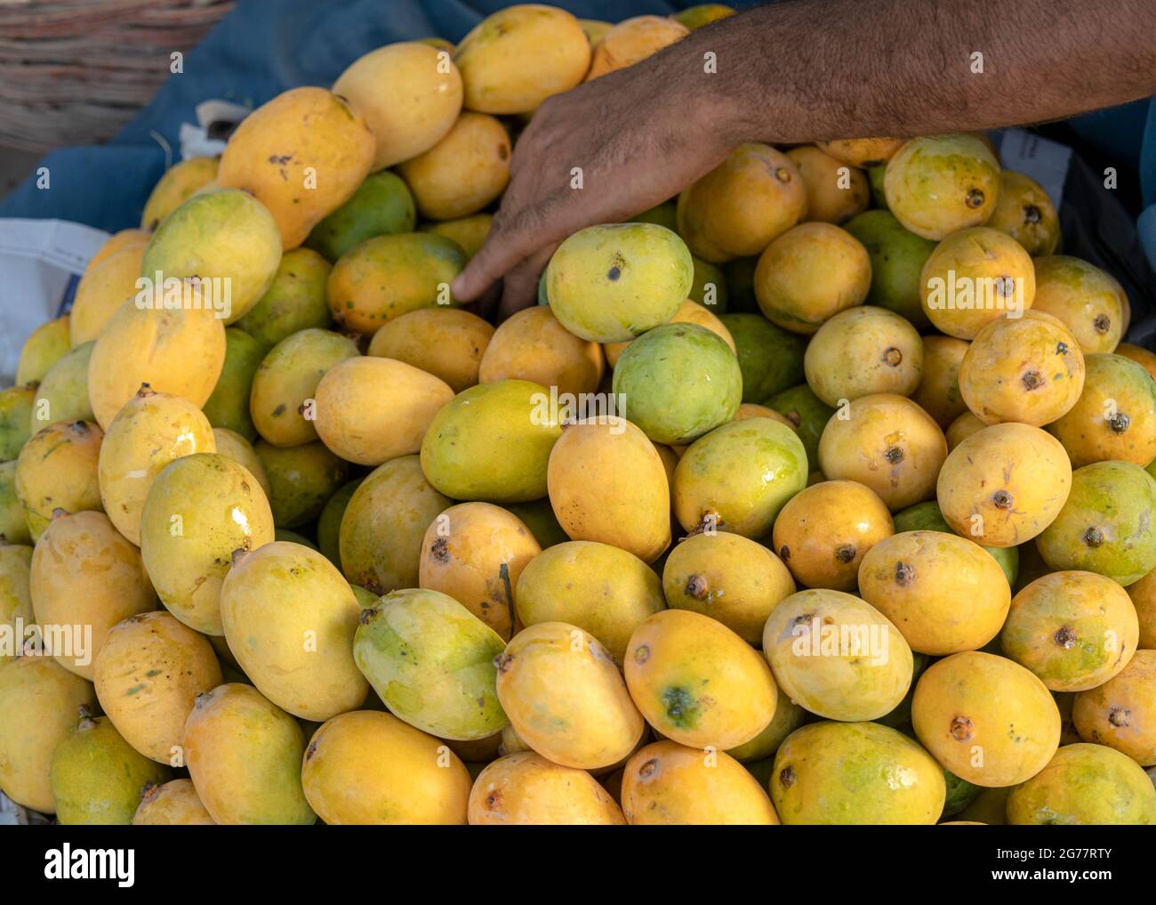 Mangues jaunes déchirées sur le marché , beaucoup de mangues sur le marché des fruits à vendre au Pakistan, le Pakistan produit les meilleures mangues dans le monde Banque D'Images
