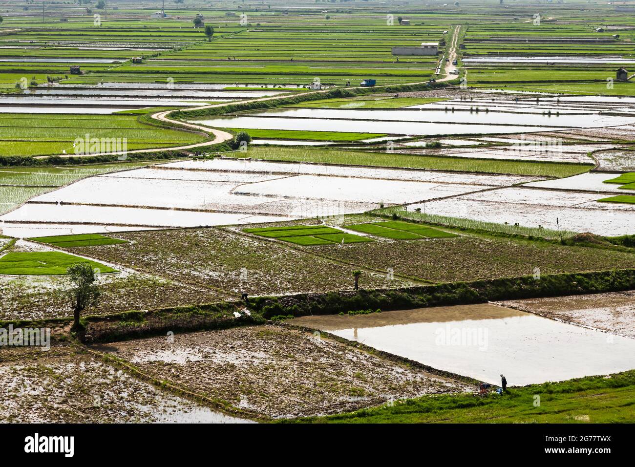 Vaste champ de riz en terrasse à flanc de colline, banlieue de Sari, province de Mazandaran, Iran, Perse, Asie occidentale, Asie Banque D'Images