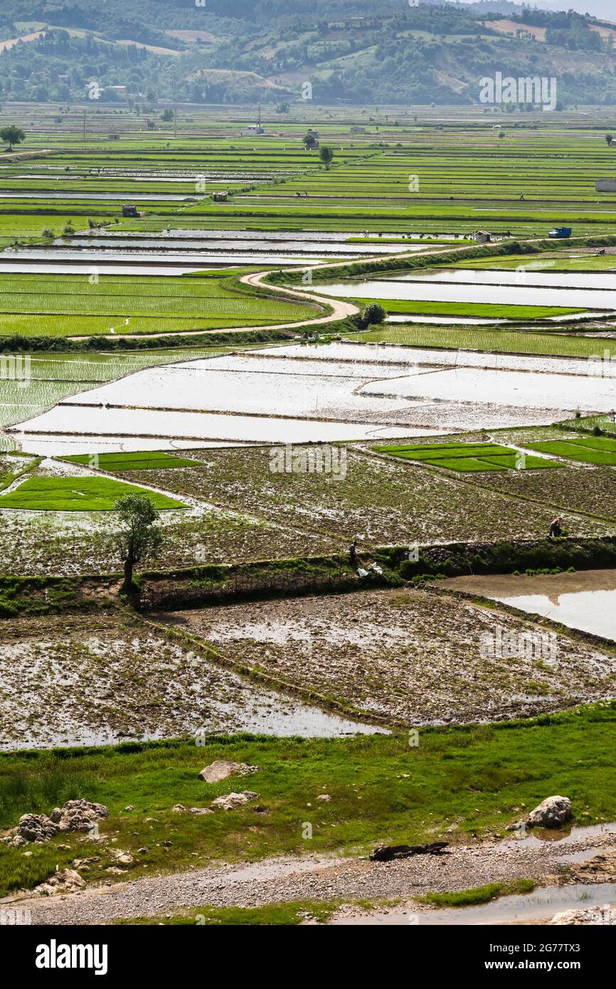 Vaste champ de riz en terrasse à flanc de colline, banlieue de Sari, province de Mazandaran, Iran, Perse, Asie occidentale, Asie Banque D'Images