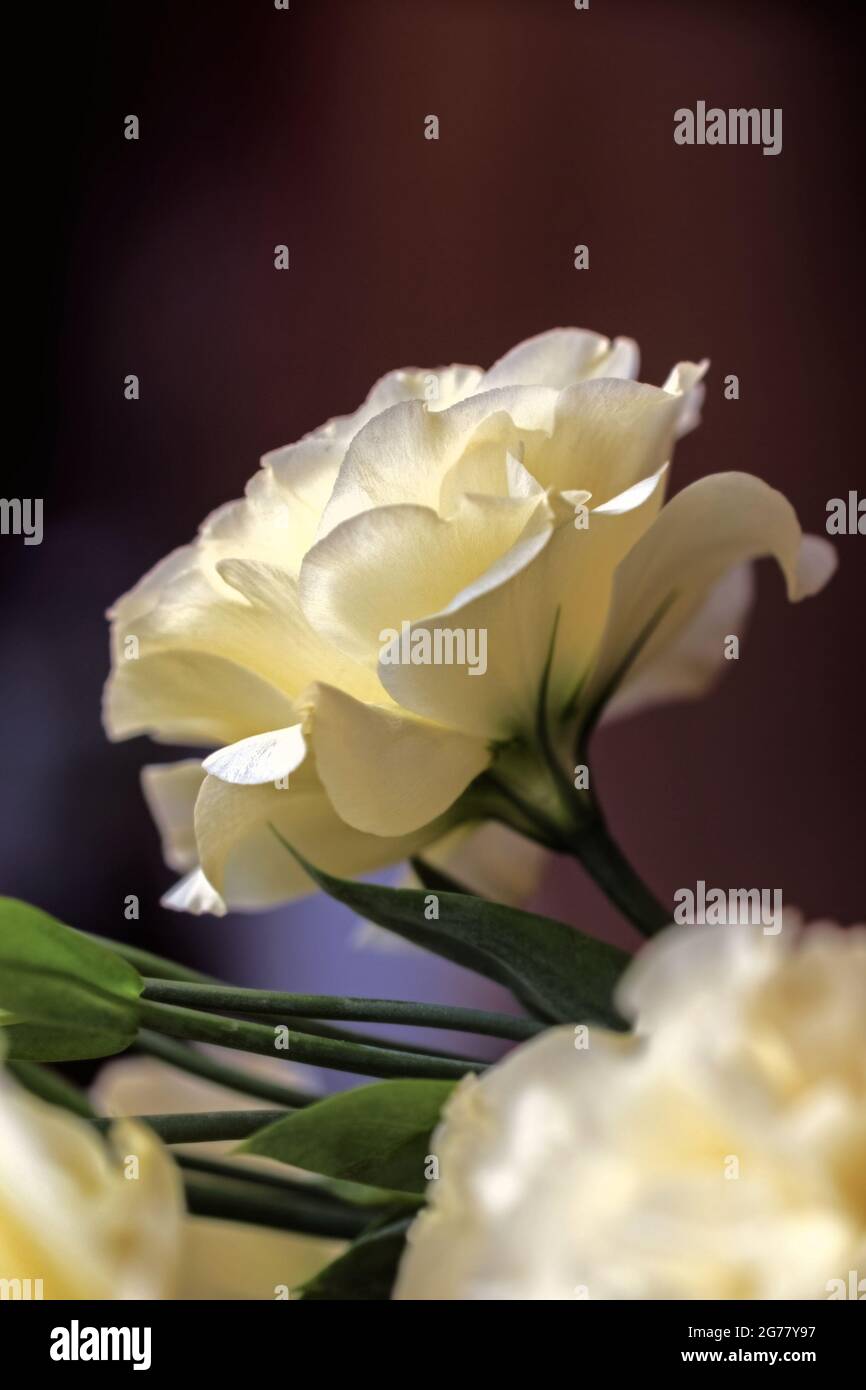 Délicat véritable eustoma de fleur assez clair sur fond brun foncé Banque D'Images