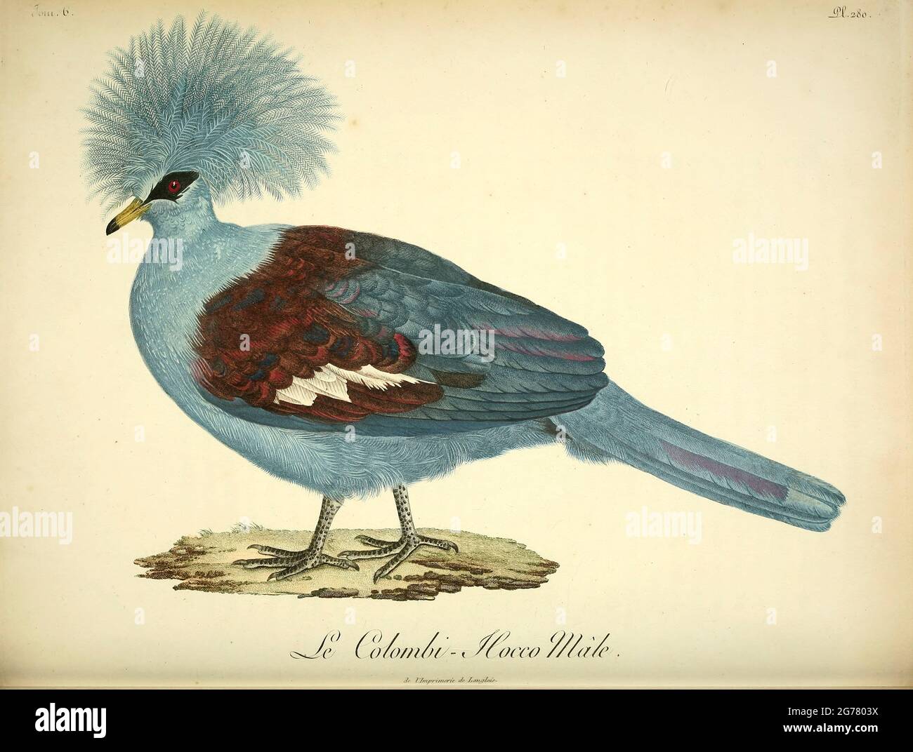 Colombi-hocco du Livre Histoire naturelle des oiseaux d'Afrique [Histoire naturelle des oiseaux d'Afrique] Volume 6, par le Vaillant, François, 1753-1824; publier à Paris par chez J.J. Fuchs, braire 1808 Banque D'Images