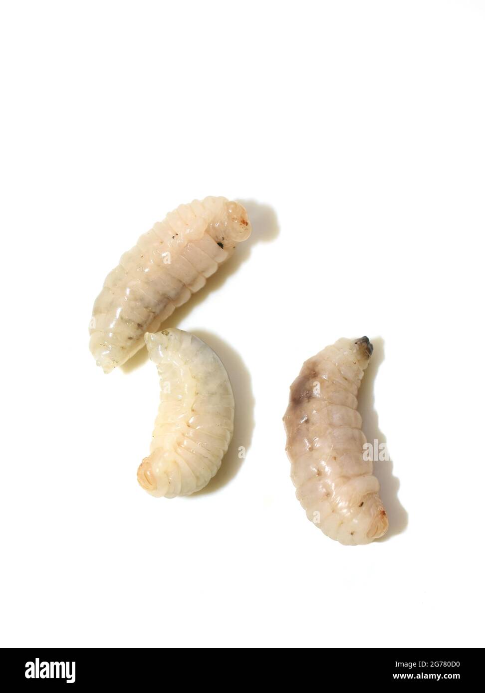 Larve de la guêpe escinante Vespula germanica isolée sur fond blanc Banque D'Images