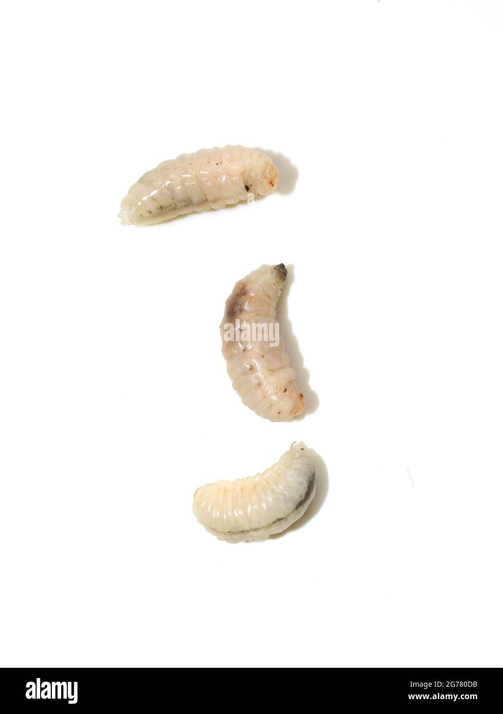 Larve de la guêpe escinante Vespula germanica isolée sur fond blanc Banque D'Images