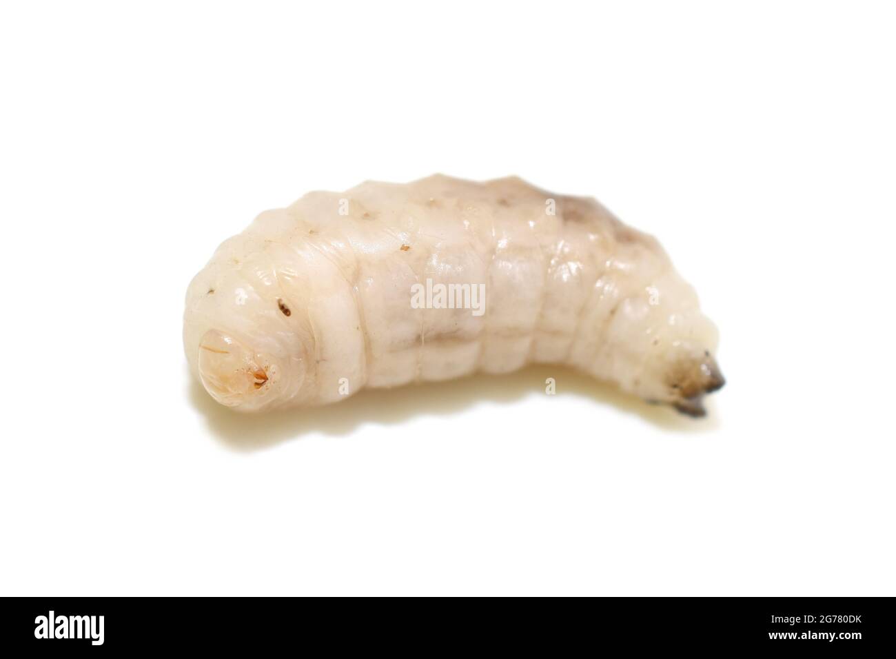 Larve de la guêpe escinante Vespula germanica isolée sur fond blanc Banque D'Images