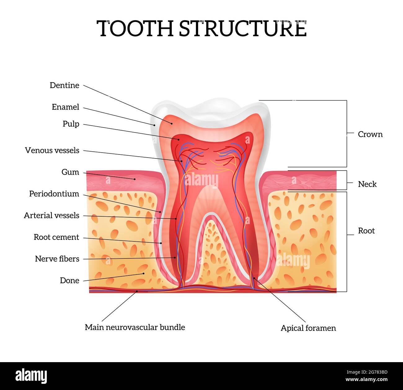 Anatomie de la dent humaine avec des parties étiquetées infographies réalistes sur fond blanc illustration vectorielle Illustration de Vecteur