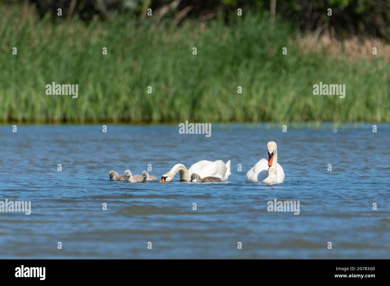 famille de cygnes blancs avec poussins sur l'eau Banque D'Images