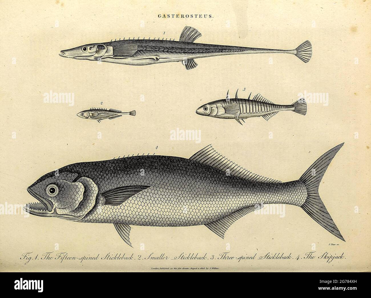 Gasterosteus - les Ã‰pinoche sont endémiques de la zone tempérée et se trouvent le plus souvent dans l'océan, mais on en trouve dans l'eau douce. Les taxons d'eau douce ont été piégés en Europe, en Asie et en Amérique du Nord après l'âge de glace il y a 10,000 à 20,000 ans, et ont évolué de caractéristiques différentes de celles des espèces marines.les épinoches sont carnivores, se nourrissant de petits animaux comme les insectes, les crustacés et les larves de poissons. Gravure sur plaque de coperplate de l'Encyclopedia Londinensis or, Dictionnaire universel des arts, des sciences et de la littérature; Volume VIII; édité par Wilkes, Jean. Publié à Londres i Banque D'Images