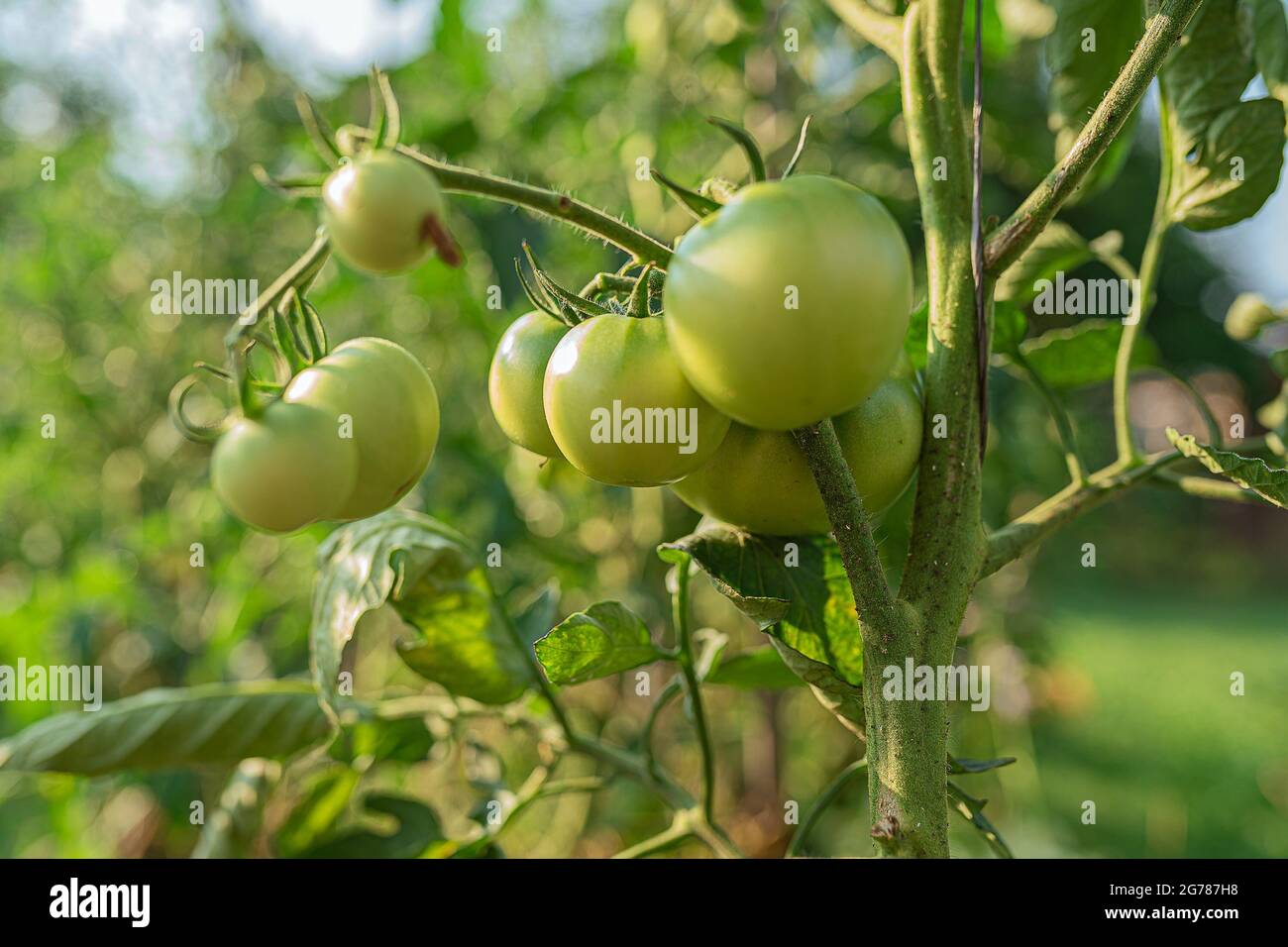 Tomates vertes non mûres sur un ranch de plantes dans le lit de jardin Banque D'Images