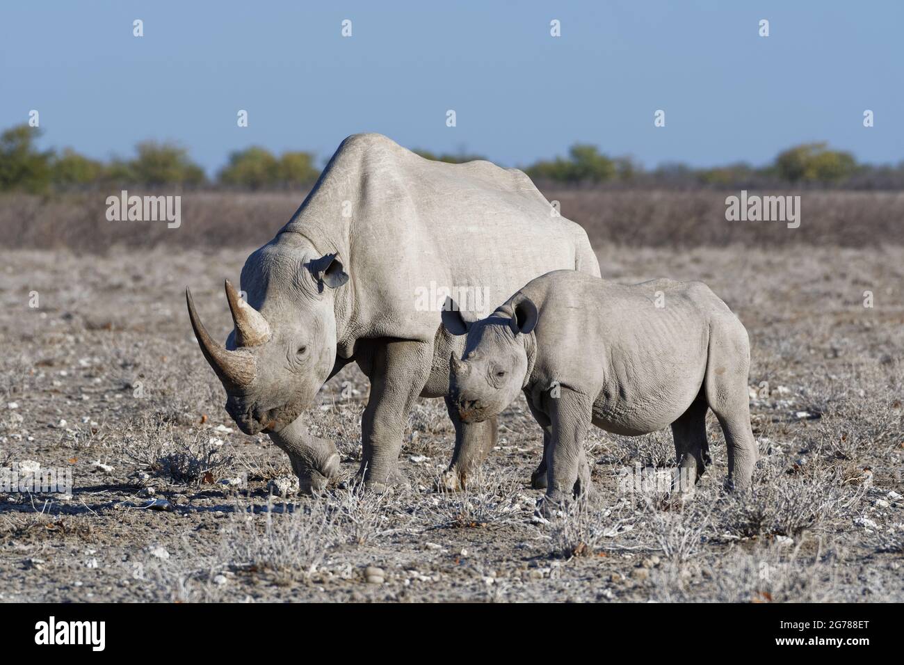 Rhinocéros noirs (Diceros bicornis), femelle adulte marchant à côté d'une jeune debout dans les prairies sèches, Parc national d'Etosha, Namibie, Afrique Banque D'Images