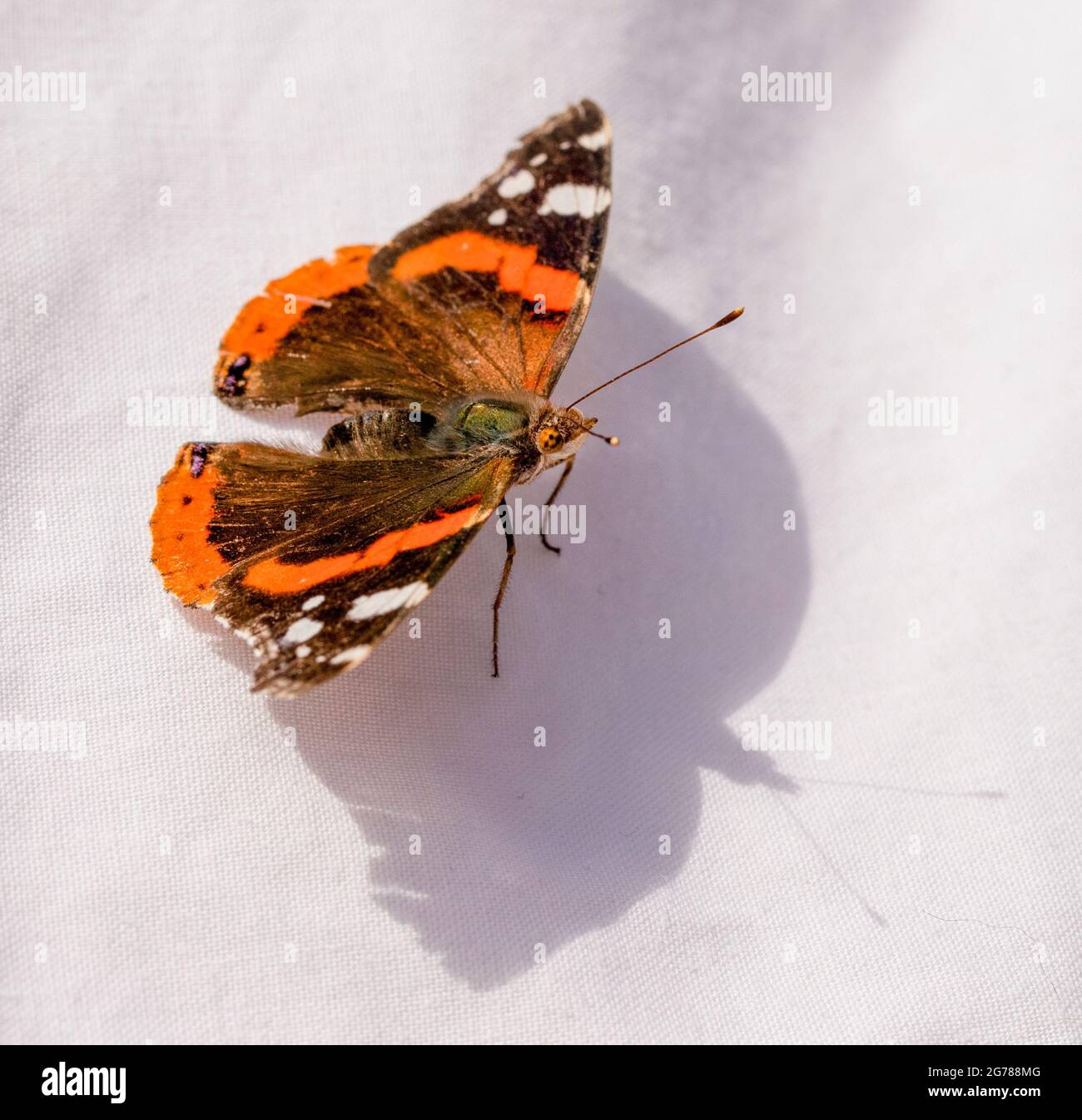 Amiral rouge, vanessa atalanta, papillon coloré, perché dans un jardin britannique, papillon britannique, été 2021 Banque D'Images