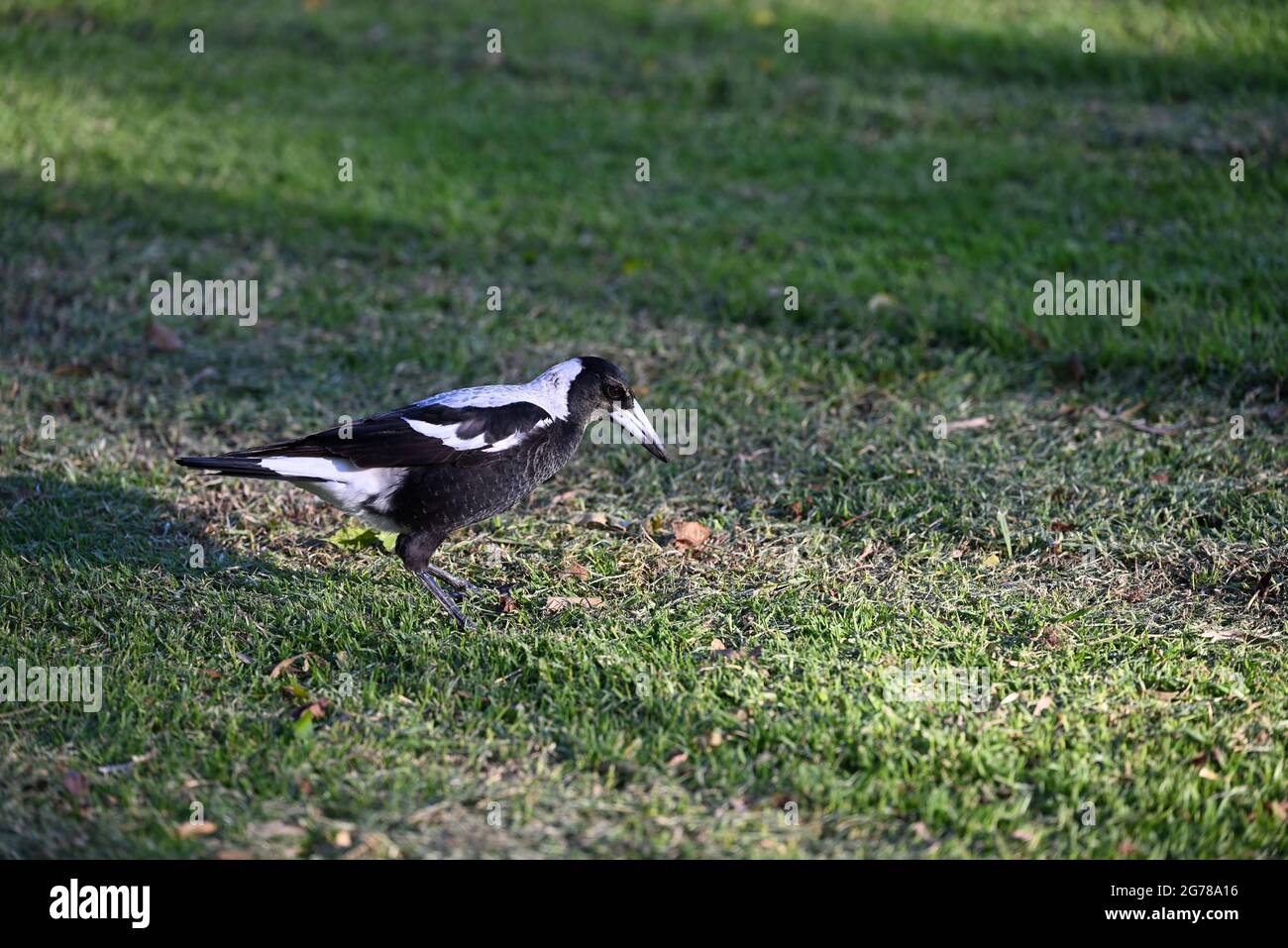 Un magpie australien sur une parcelle d'herbe, regardant le sol avant qu'il ne se pache autour pour la nourriture Banque D'Images