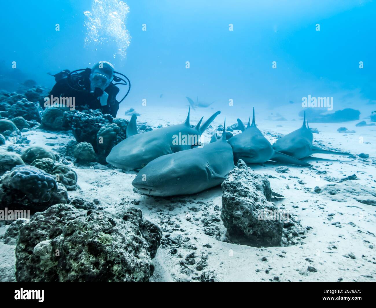 Une école de requins nourrices et un plongeur derrière eux se détendent sur le fond sablonneux de l'océan Indien Banque D'Images