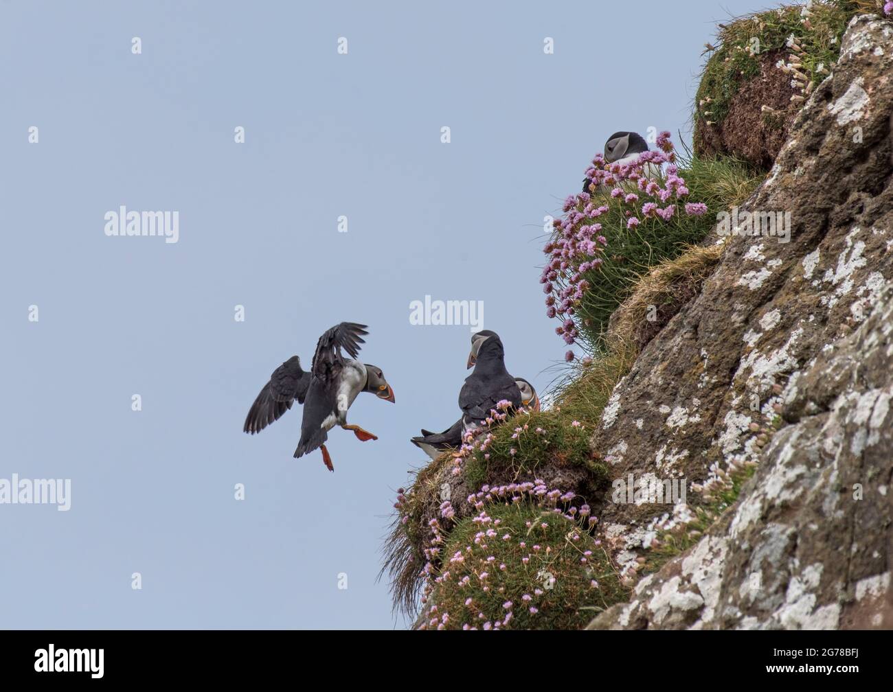 Atlantic Puffin, Fratercula artica, débarquement, île de Lunga, Écosse Banque D'Images
