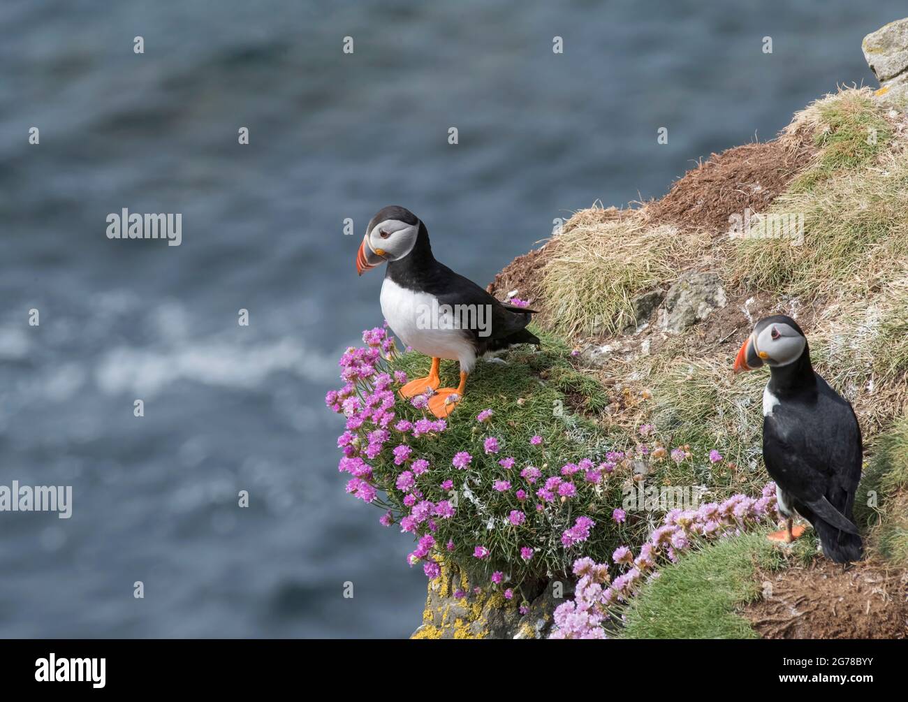 Atlantic Puffin, Fratercula artica, se trouvait sur une falaise dans des patinoires, île de Lunga, Écosse Banque D'Images