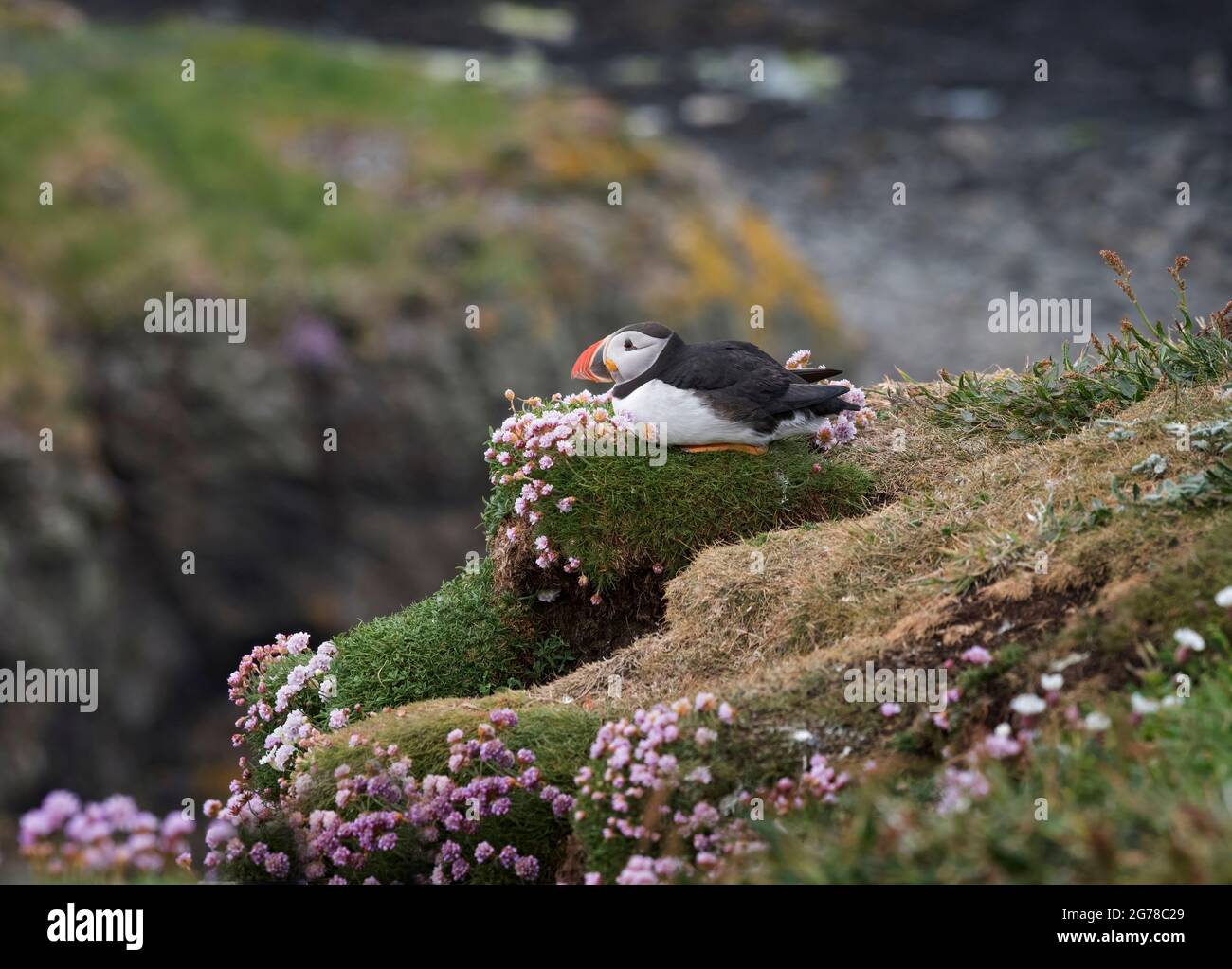 Atlantic Puffin, Fratercula artica, s'assit sur une falaise dans des patinoires, île de Lunga, Écosse Banque D'Images