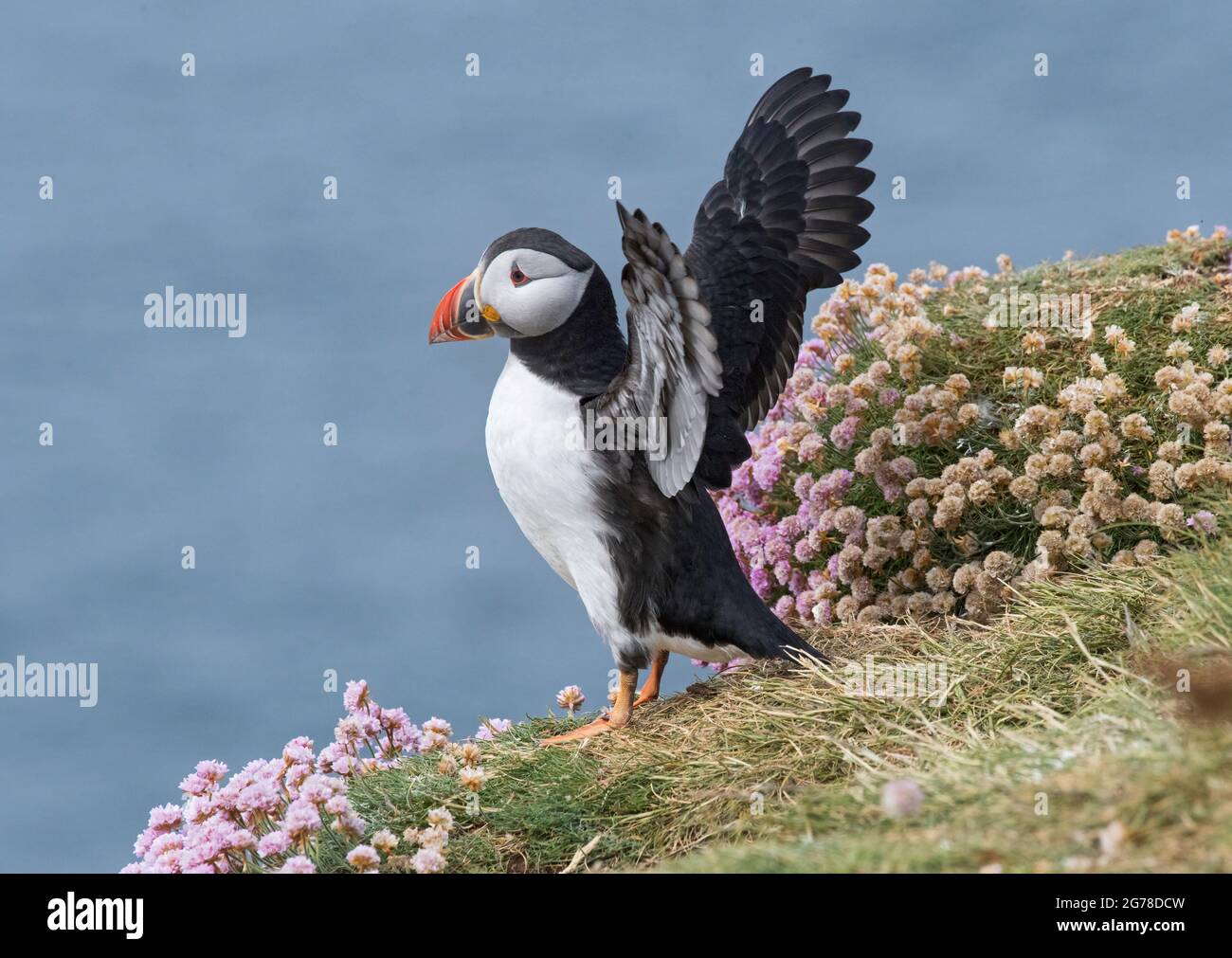Atlantic Puffin, Fratercula artica, se trouvait sur une falaise dans des patinoires, île de Lunga, Écosse Banque D'Images