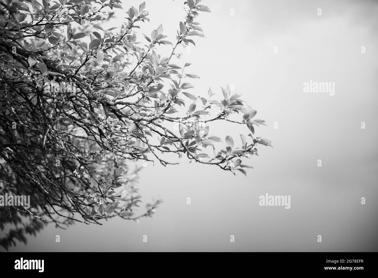 Branches, ressort, arbre, plantes Banque D'Images