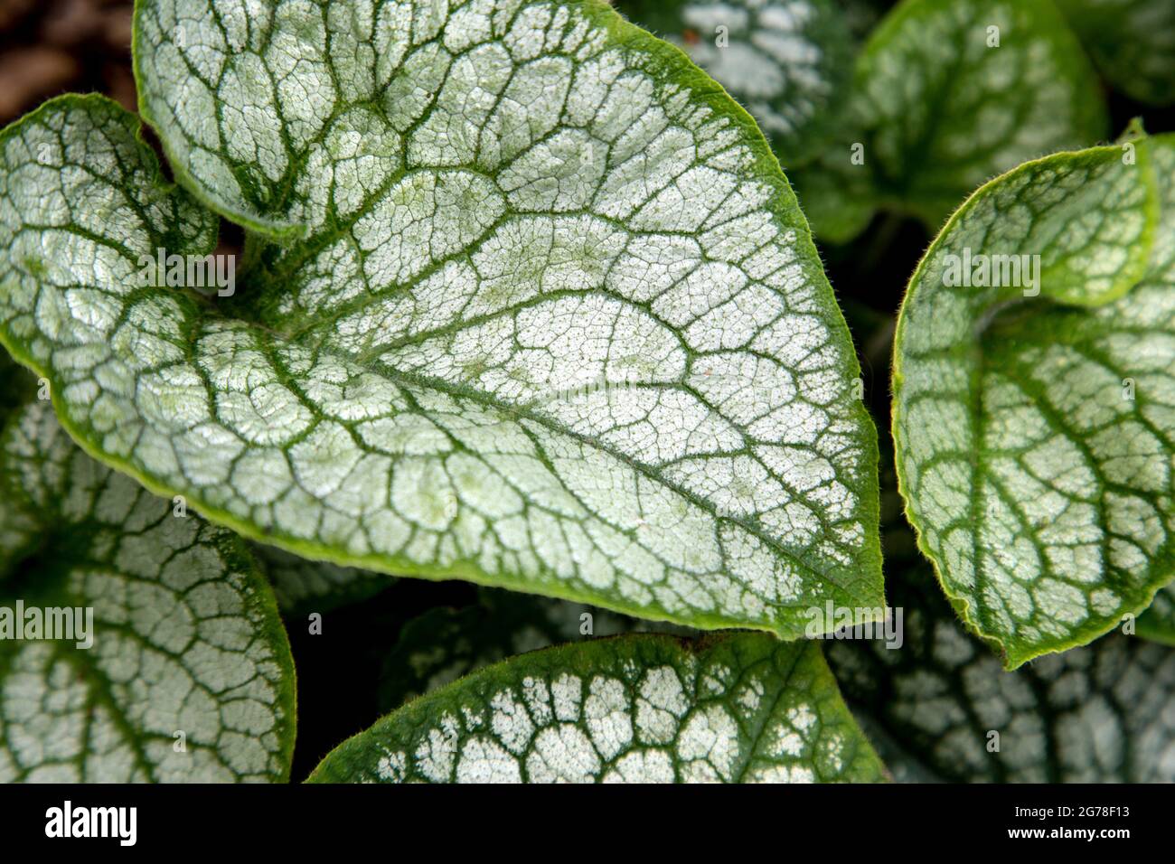 Feuilles de Brunnera macrophylla blanches et vertes Banque D'Images