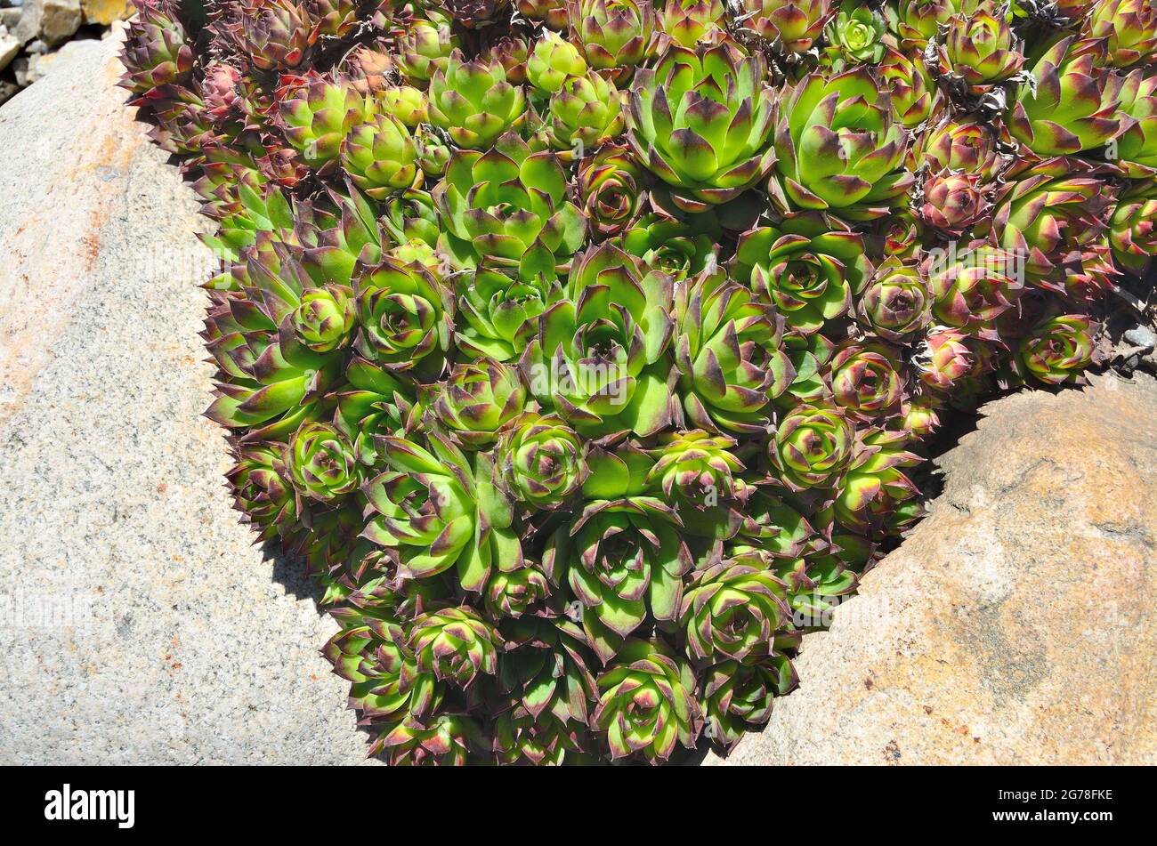 Houseleek (Sempervivum tectorum) - magnifique plante décorative succulente pour le jardin ou l'aménagement paysager du parc. Groupe de plantes succulentes rosettes dans le rocker Banque D'Images