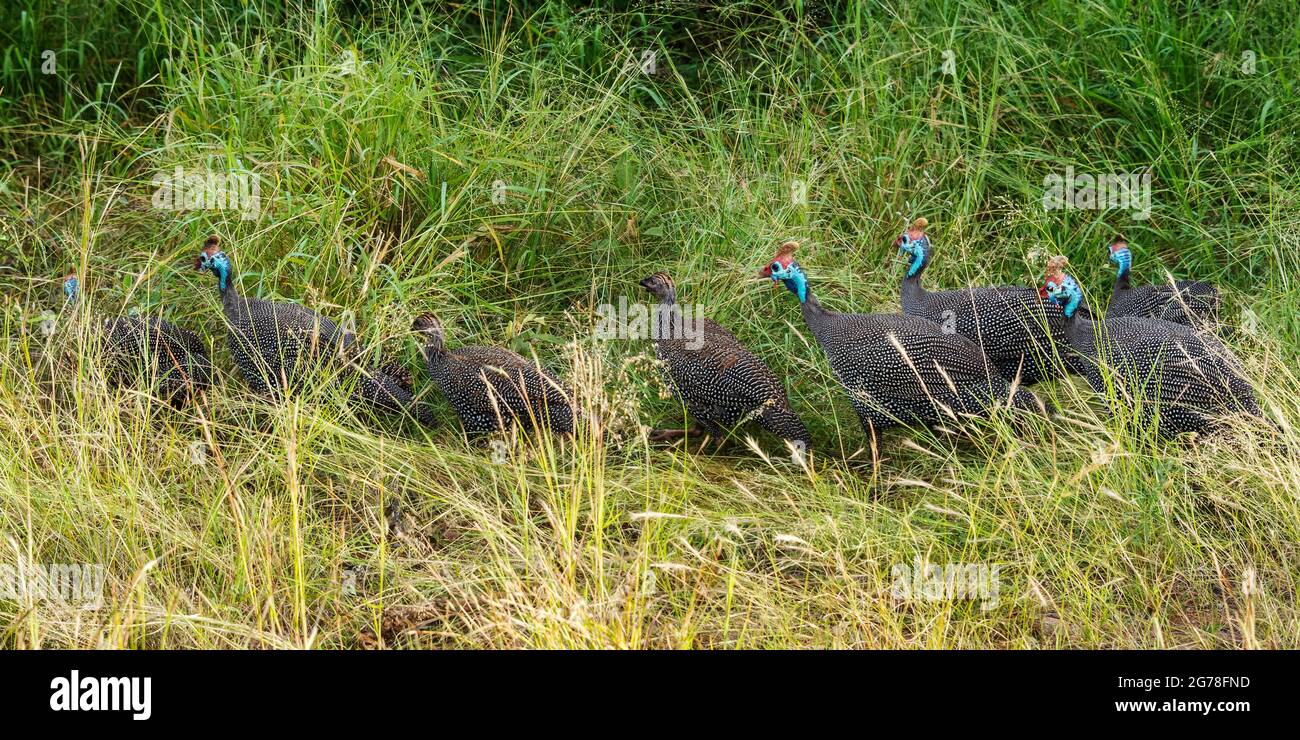 Groupe d'guineahen ou casqué Numida meleagris sauvage dans la réserve naturelle de kruger Banque D'Images