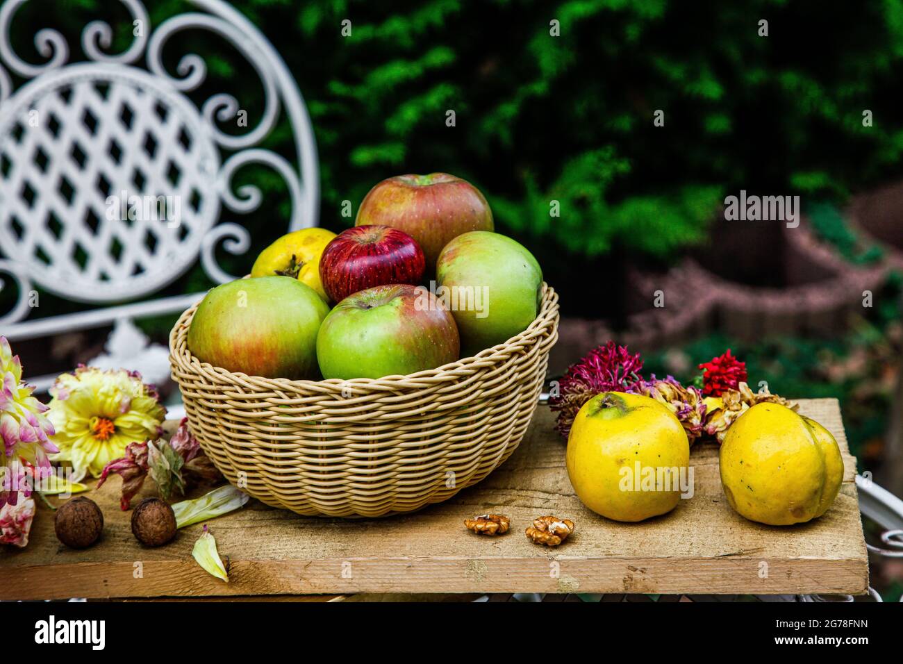 Pommes, quinces, biologique, agriculture, automne, Octobre Banque D'Images