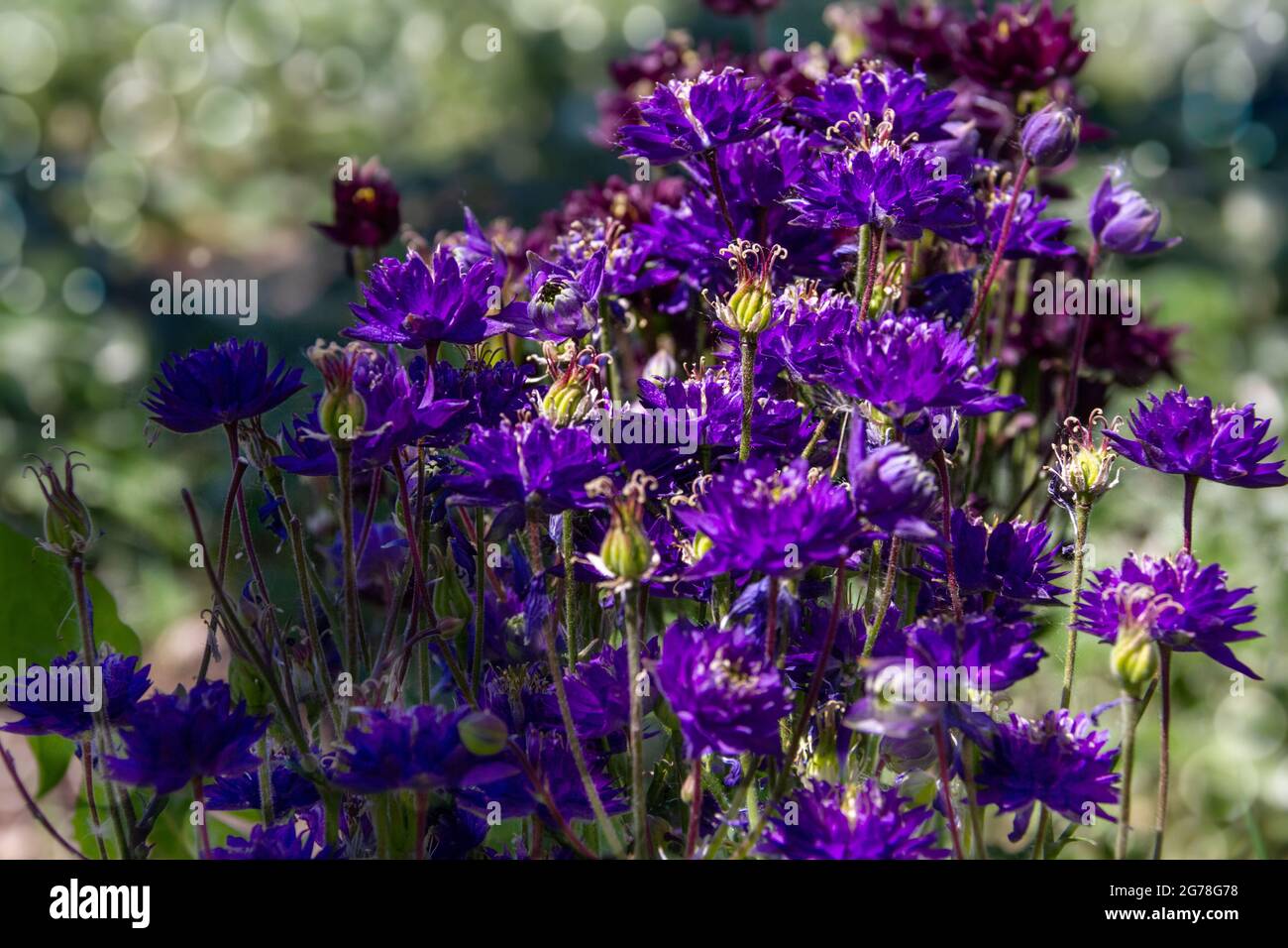 Nigella damascena plante florale au début de l'été avec différentes nuances de fleurs bleues sur petit arbuste vert, jardin ornemental Banque D'Images