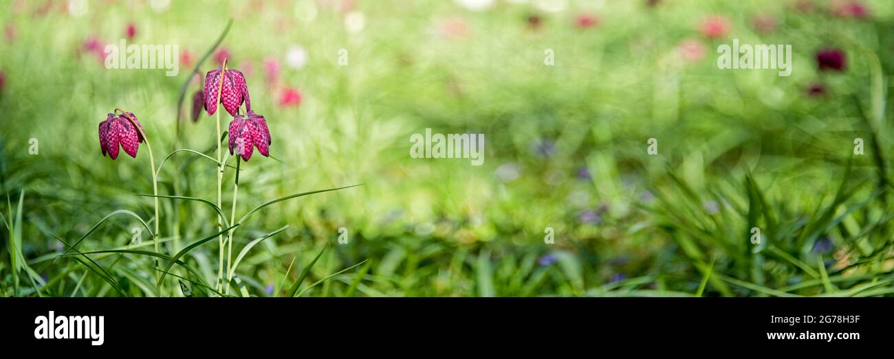 Lys fritilleux ou à carreaux, fleur de printemps rouge, arrière-plan panoramique de prairie verte avec espace de copie Banque D'Images