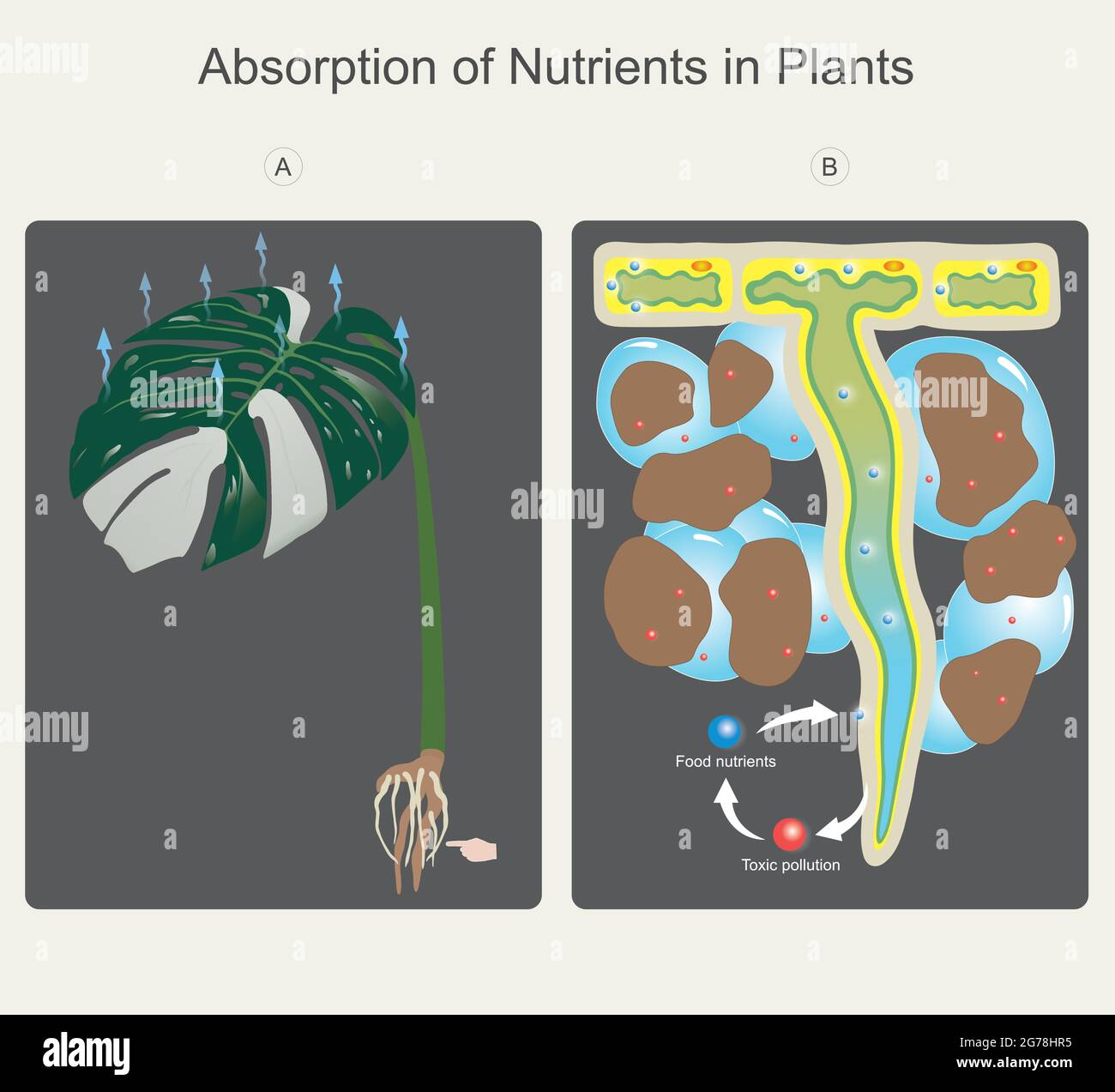 Absorption des éléments nutritifs dans les plantes. Illustration expliquer le mouvement des molécules d'eau et d'éléments nutritifs dans le sol par utilisation absorption du processus à partir d'un ro Illustration de Vecteur