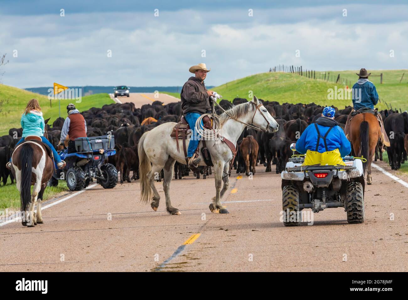 Famille conduisant des bovins le long de la route 71 du Nebraska à un pâturage d'été dans les environs du Oglala National Grassland, Nebraska, États-Unis [pas de modèle de libération; disponible Banque D'Images